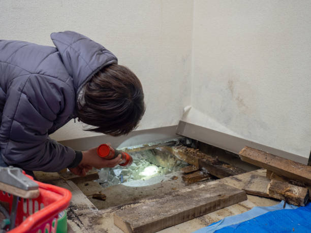 Best Dehumidification Services  in Siesta Key, FL