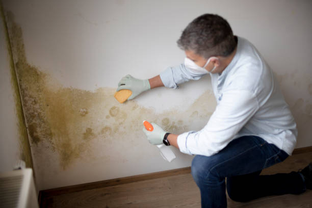 Best Industrial Mold Remediation  in Siesta Key, FL